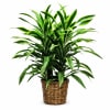 Potted green houseplant in a woven basket planter