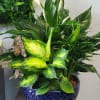 Large potted arrangement of green houseplants with white blooms in a blue ceramic bowl