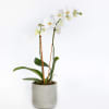 White orchid plant in a gray ceramic pot