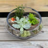 Glass terrarium with assorted green plants and driftwood on a wooden surface