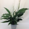 Glossy dark green leaves crowned with elegant white spathes make this peace
