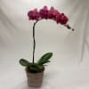Potted pink orchid with a tall arching stem and broad green leaves