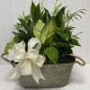 Green potted plant arrangement in a metal basket with a cream ribbon