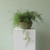 10" ceramic container 