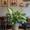6" plant
