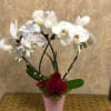 Valentine's Heart-Shaped Phalaenopsis Orchid with Pussy Willow, Fresh Red Spray Roses, and