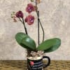 Mini Orchid in a coffee cup with a bow. Orchid colors may