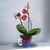 Potted orchid with pink-orange blooms in a mug-shaped container