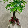 Send some good fortune with this lovely money tree plant with moss.
