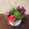 Types of Plant and Flower: 4 different types of succulents with a