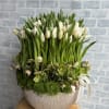 White tulips in a ribbed ceramic vase with moss and hellebore accents