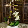 White orchids arranged in a white pot with driftwood and succulents