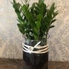 Potted green plant in a clear glass cylinder with a ribbon