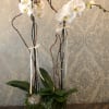 White orchids in a black planter with succulents and ribbon