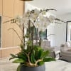 White orchid arrangement in a low gray planter