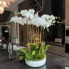 Tall white orchid arrangement in a white bowl-shaped vase
