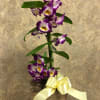 Orchid plant in a rustic wooden box.