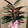 beautiful Plant in a basket.