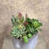 Bring a soothing, tranquil feel to a home with this Zen Succulent