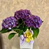 Purple Hydrangea plant with cymbidium orchid. Perfect for Get Well, Thank you
