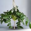 Hanging fishbone cactus with Macrame