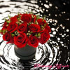 Red roses arranged in a black round box