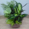Potted tropical foliage plant with variegated green leaves