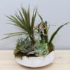 Assortment of succulents and plants arranged perfectly in a ceramic vase.