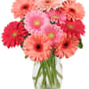 Bouquet of pink and coral gerbera daisies in a clear glass vase