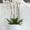 White orchid arrangement in a white pot