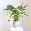 Potted green houseplant with large arrow-shaped leaves in a decorative ceramic pot