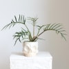Potted plant in a skull-shaped ceramic planter
