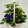 Basket of potted plants with purple flowers and pink buds