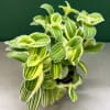 Variegated green and yellow potted plant with striped leaves