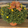Hardy Mums are a fall favorite and come in an array of