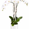 White orchid plant in a white pot with decorative branches