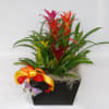 Multi-color Bromeliad plant in a wood arrangement. 