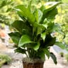 Potted green houseplant in a woven basket planter