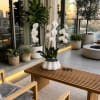 White orchids in a white ceramic pot on a wooden bench