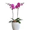 Potted orchid plant with bright pink blooms in a white planter