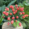 Bouquet of coral tulips in a glass vase with a green polka-dot ribbon