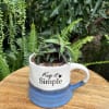 Small succulent in a blue-and-white mug planter