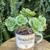 Potted succulent in a mug-shaped planter with "Grandma" text
