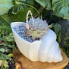Live succulent.
Pot size size is approximately 15&rdquo;x7&rdquo;