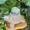 Live succulent 