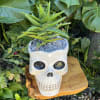Live succulent 