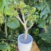 Live succulent 