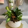 Mixed potted tropical plants in a white ceramic bowl planter