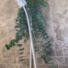 Bundle of eucalyptus hanging from a white shower head against stone tile