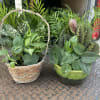 Two mixed green houseplant planters in a basket and a ceramic pot